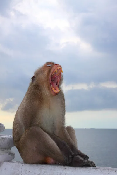 Doğada vahşi maymun — Stok fotoğraf