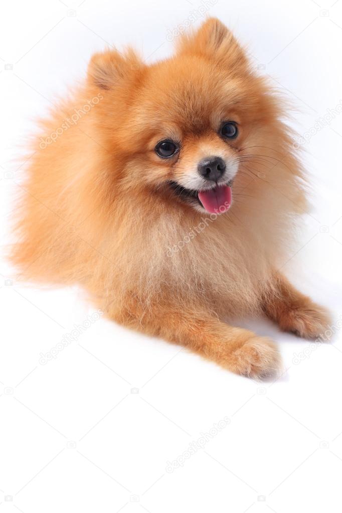 Pomeranian dog