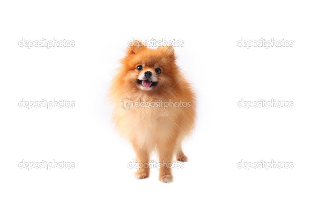 Face of pomeranian dog