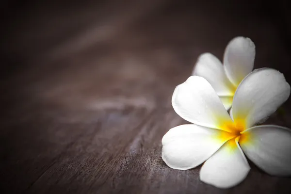 Sığ derinlik-in tarla ahşap zemin üzerine beyaz frangipani çiçekler — Stok fotoğraf