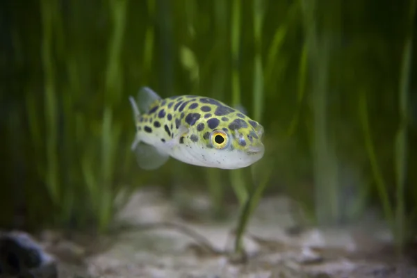 Kingkong fish or puffer fish or green bowl fish or Green spotted puffer — Stock Photo, Image