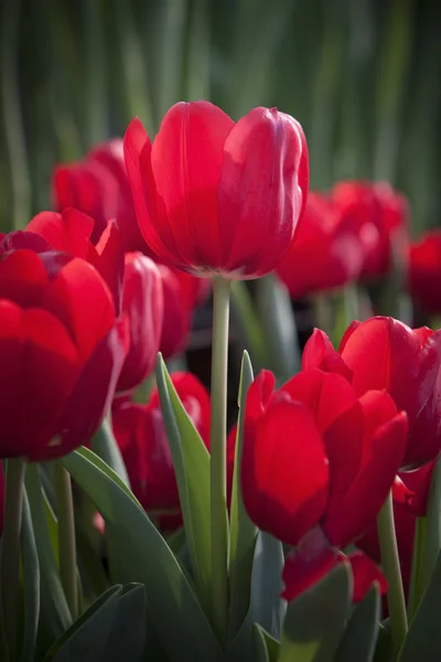Bahçede kırmızı lale çiçeği — Stok fotoğraf