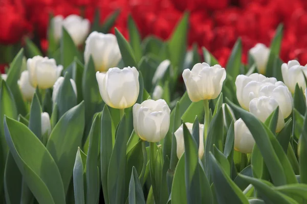 Flor tulipa branca no jardim — Fotografia de Stock