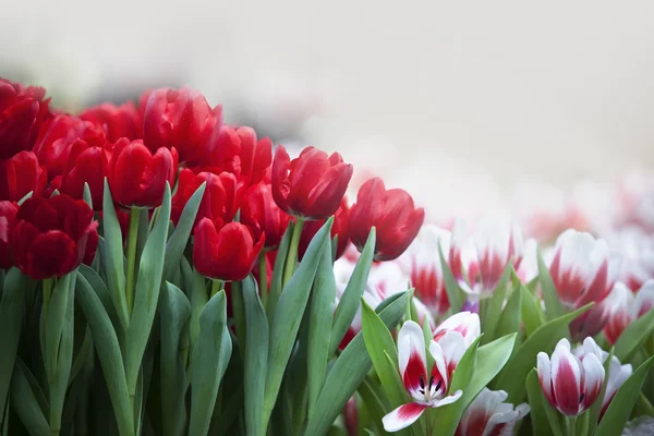 Червона квітка тюльпанів в саду — стокове фото