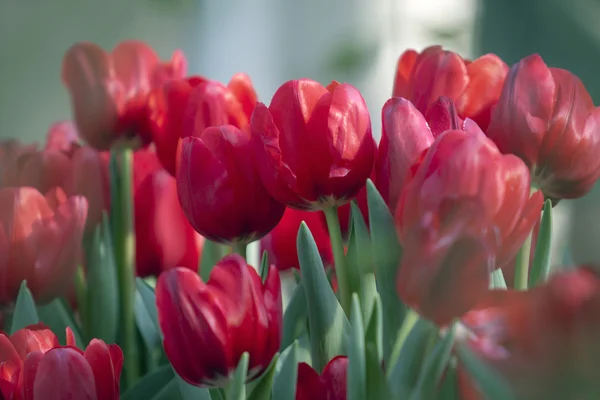 Czerwony kwiat tulipana w ogrodzie — Zdjęcie stockowe