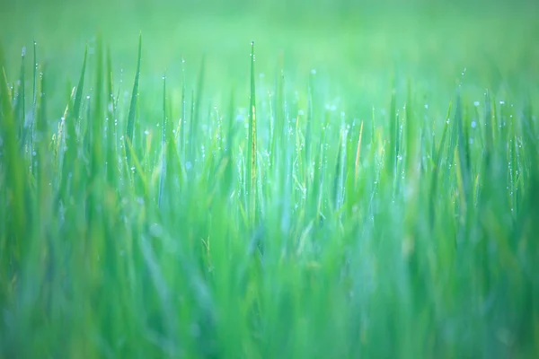 Green field in morning light — Stock Photo, Image
