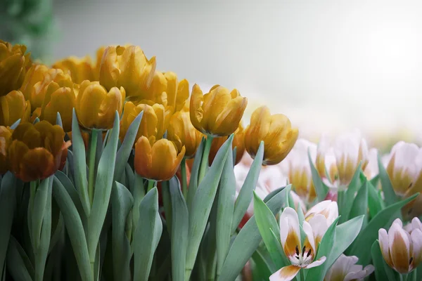 Gele gouden tulp bloemen in de tuin — Stockfoto