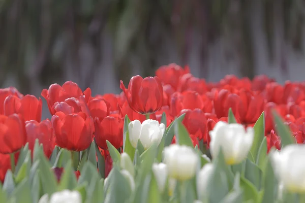 Tulipan kwiaty w ogrodzie — Zdjęcie stockowe