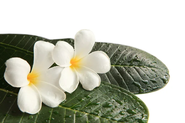 Flores brancas de frangipani em folhas verdes com orvalho de água doce — Fotografia de Stock