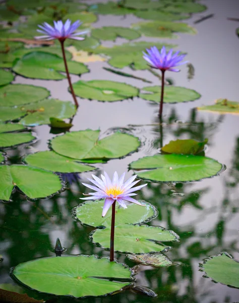 Purple lily lotus blommar i parken — Stockfoto