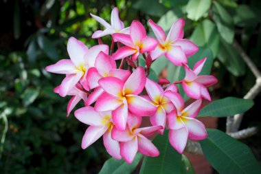 frangipani çiçek çiçeklenme