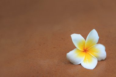 Kahverengi kumtaşı üzerinde beyaz ve sarı frangipani çiçekleri ve taze çiğ suyu.