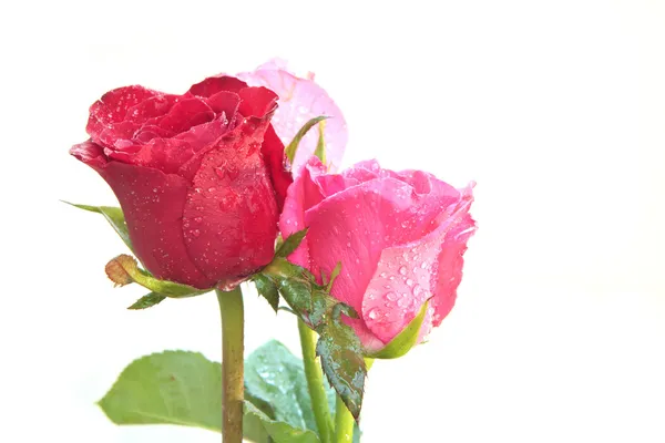 Kırmızı gül buketi Sevgililer günü için çiçek. — Stok fotoğraf