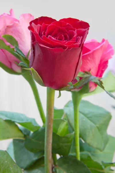 Buquê de três rosas vermelhas sobre fundo branco — Fotografia de Stock