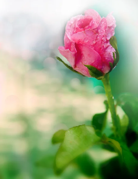 Röda rosor blomma bukett för alla hjärtans dag — Stockfoto