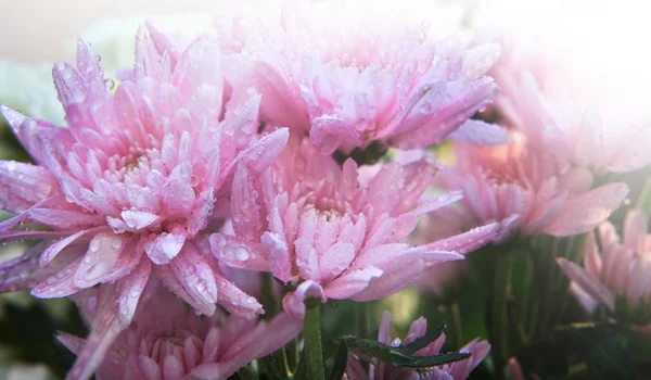 Close up van kleurrijke petal bloem bloeien — Stockfoto