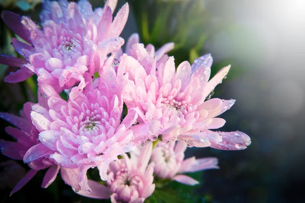 Kwitnące kwiaty plumerii — Zdjęcie stockowe