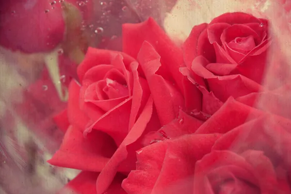 Blütenblatt roter Rosen aus nächster Nähe — Stockfoto