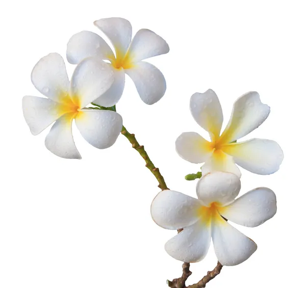 Белый цветок Франжипани — стоковое фото