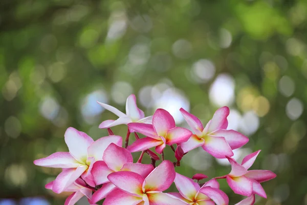 组的鸡蛋花的花朵 — 图库照片