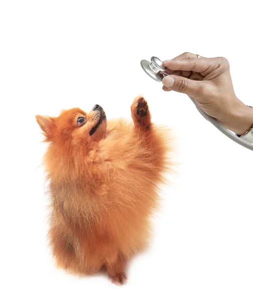 Pomeranian cão e mão segurando estetoscópio — Fotografia de Stock