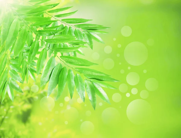 Abstract ofgreen nature background — Stock Photo, Image