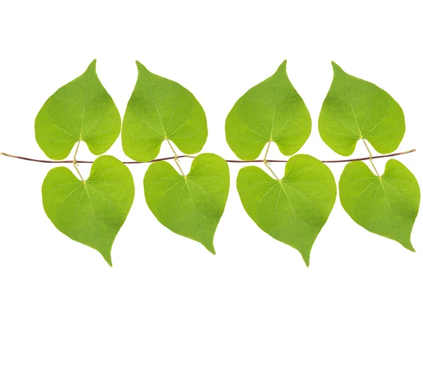 Streszczenie zielone liście na białym tle biały — Zdjęcie stockowe