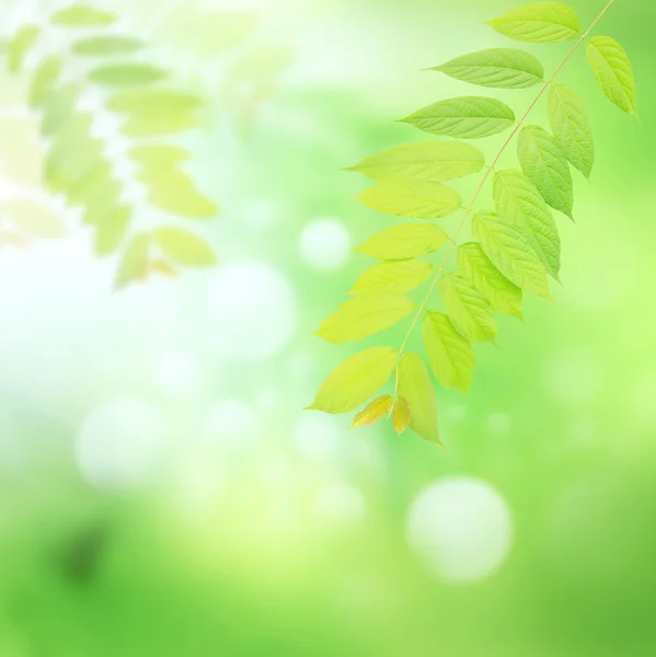 Abstrakt ofgreen natur bakgrund — Stockfoto