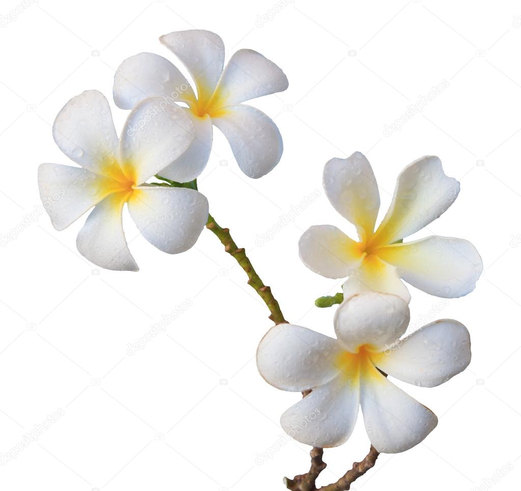 White frangipani flower — Stock Photo © khunaspix 19031325