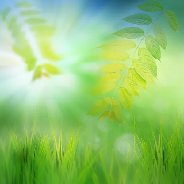 Green nature background — Stock Photo, Image