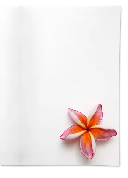 Frangipani blomma på vit bakgrund — Stockfoto