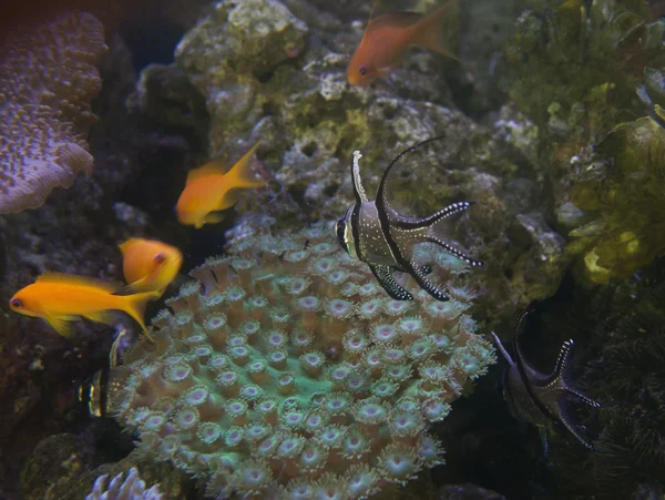 Fish in aquarium — Stock Photo, Image