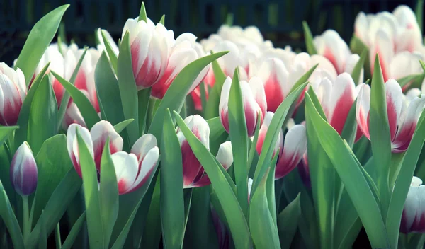 Цветок тюльпана в саду — стоковое фото