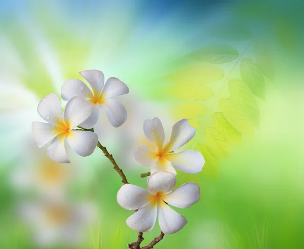 Weiße Frangipani-Blüte — Stockfoto