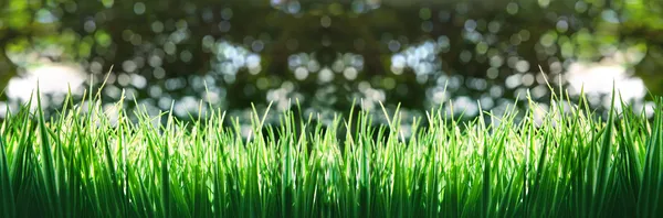 Grüner Rasen und Fußballstadion — Stockfoto