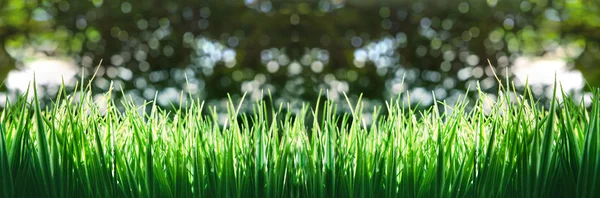 Panorama of green grass — Stock Photo, Image