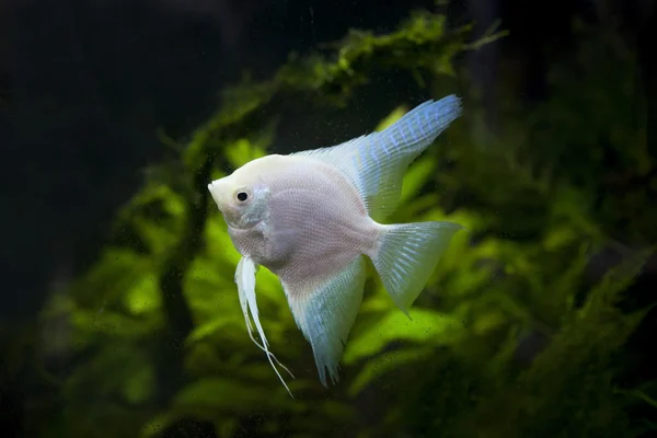 White Angel fish — Stock Photo, Image