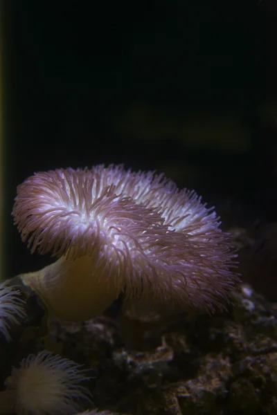 Anémonas marinas en acuario marino —  Fotos de Stock