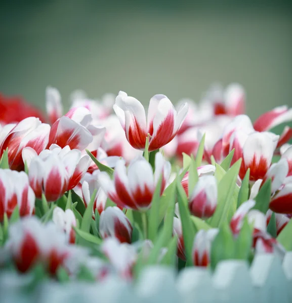 Tulip flower in the garden — Stock Photo, Image