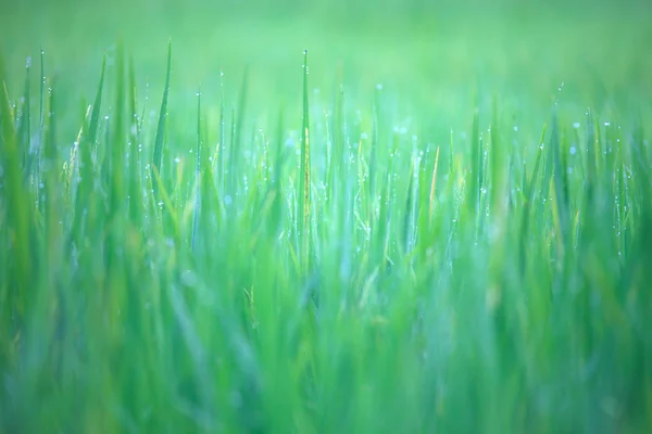 Green grass with water drops — Stock Photo, Image