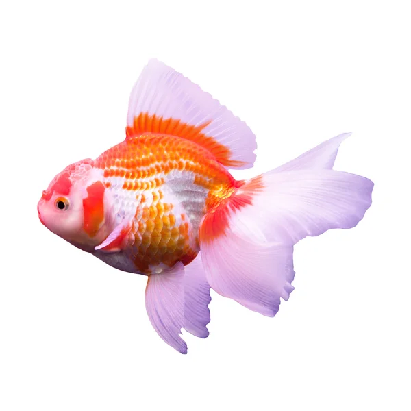 Gold fish in middle water and blue scene background — Stock Photo, Image