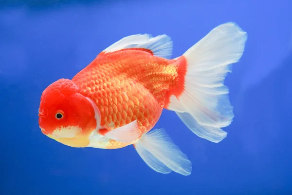 Peces dorados en medio agua y fondo azul escena —  Fotos de Stock