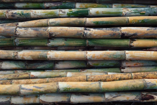 Fresh bamboo wood texture — Stock Photo, Image