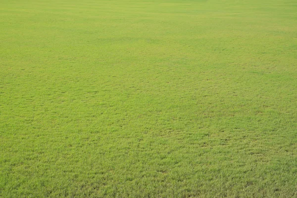 Veld van vers groen gras — Stockfoto