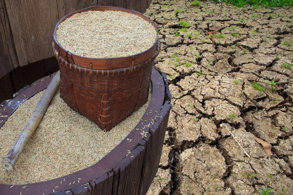 Rice paddy in wood package and soil field — Stock Photo, Image