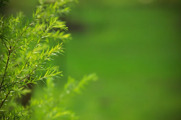 Kort skärpedjup på gröna naturen lämnar — Stockfoto