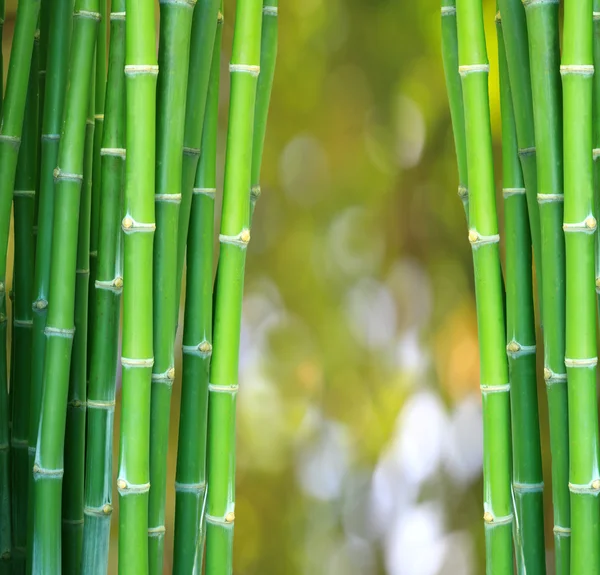 Bambù verde — Foto Stock