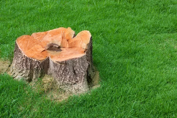 Stump tree plant on green field — Stock Photo, Image