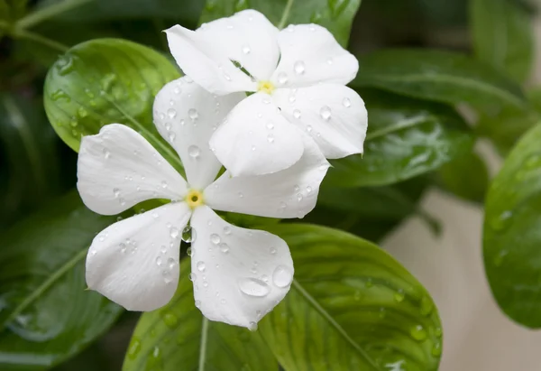 Vita blommor med färskvatten dagg — Stockfoto