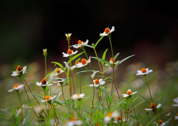 フィールドで使用する自然の背景としての浅い深さに咲く草の花 — ストック写真